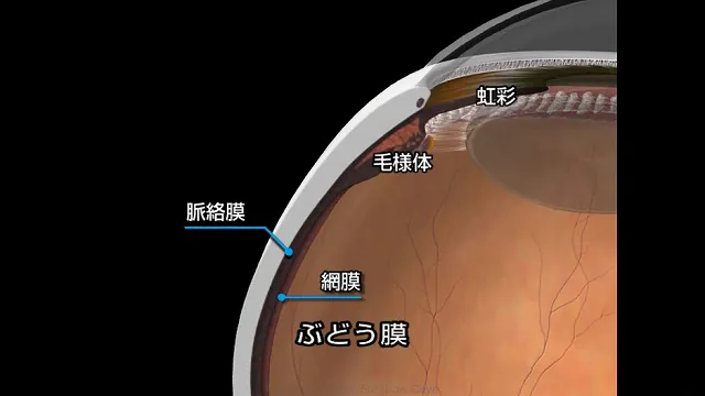 白目が腫れてぶよぶよする原因とその対処方法